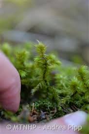 Attēlu rezultāti vaicājumam “Rhytidiadelphus”