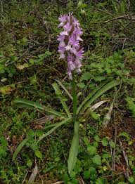 Attēlu rezultāti vaicājumam “Dactylorhiza russowii”