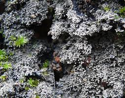 Attēlu rezultāti vaicājumam “Parmeliella triptophylla”