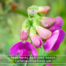 Attēlu rezultāti vaicājumam “Lathyrus latifolius fruit”