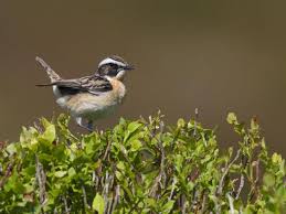 Attēlu rezultāti vaicājumam “Saxicola rubetra”