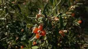 Attēlu rezultāti vaicājumam “Daphne mezereum fruit”