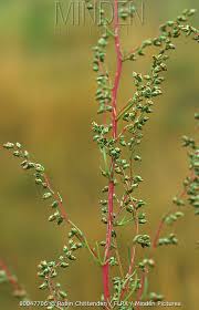 Attēlu rezultāti vaicājumam “Artemisia campestris bud”