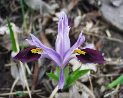 Attēlu rezultāti vaicājumam “Iris rosenbachiana flower”