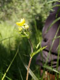 Attēlu rezultāti vaicājumam “Potentilla norvegica flower”