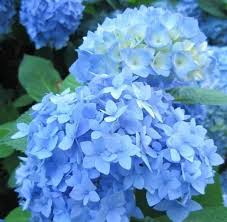 Attēlu rezultāti vaicājumam “Hydrangea”