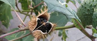 Image result for Datura stramonium