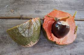 Attēlu rezultāti vaicājumam “Setaria viridis fruit”