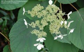 Attēlu rezultāti vaicājumam “Hydrangea arborescens subsp. discolor flower”