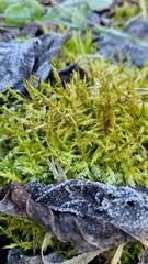 Attēlu rezultāti vaicājumam “Calliergonella cuspidata”