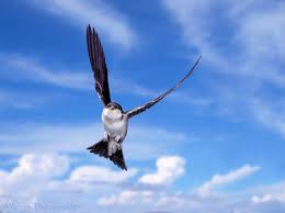 Attēlu rezultāti vaicājumam “Delichon urbicum juvenile”