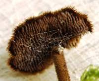 Attēlu rezultāti vaicājumam “Physarum auriscalpium sessile”