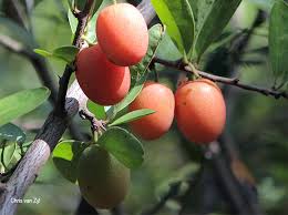 Attēlu rezultāti vaicājumam “Saxifraga cymbalaria fruit”
