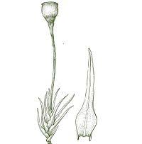 Attēlu rezultāti vaicājumam “Seligeria donniana”