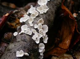 Attēlu rezultāti vaicājumam “Mollisia amenticola”