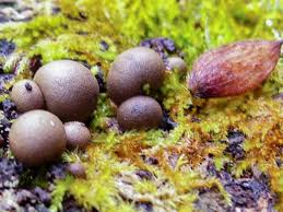 Attēlu rezultāti vaicājumam “Lycogala roseosporum spores”