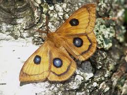 Attēlu rezultāti vaicājumam “Aglia tau”