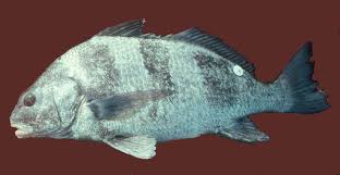 Image result for Pogonias cromis