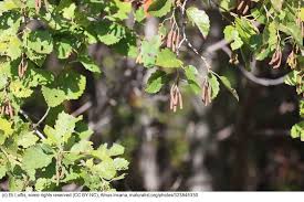 Attēlu rezultāti vaicājumam “Alnus incana”