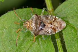 Attēlu rezultāti vaicājumam “Elasmucha grisea”