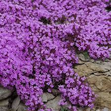 Image result for Thymus serpyllum