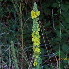 Attēlu rezultāti vaicājumam “Verbascum thapsus flower”