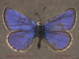 Attēlu rezultāti vaicājumam “Plebejus idas male”