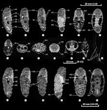 Attēlu rezultāti vaicājumam “Saturnia pavonia cocoon”