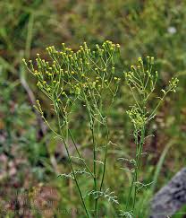 Attēlu rezultāti vaicājumam “Senecio viscosus”