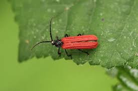 Attēlu rezultāti vaicājumam “Lycidae”