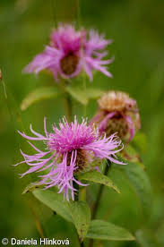 Image result for Centaurea pseudophrygia