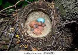 Attēlu rezultāti vaicājumam “Turdus philomelos nest”