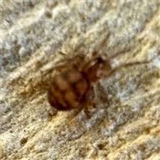 Attēlu rezultāti vaicājumam “Linyphiidae”