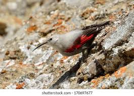 Image result for Tichodroma muraria