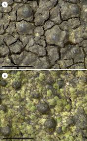 Attēlu rezultāti vaicājumam “Verrucaria hydrela”