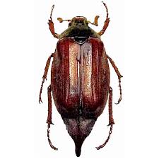 Attēlu rezultāti vaicājumam “Melolontha melolontha”