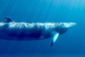 Image result for Balaenoptera bonaerensis