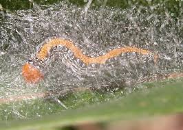 Attēlu rezultāti vaicājumam “Pyralididae”