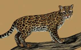 Image result for оцелот