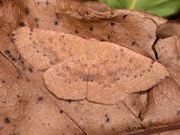 Attēlu rezultāti vaicājumam “Cyclophora pendularia”