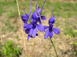 Image result for Delphinium consolida