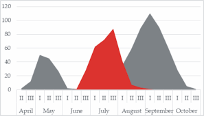 Attēlu rezultāti vaicājumam “Quedius dilatatus”