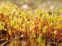 Attēlu rezultāti vaicājumam “Pohlia nutans”