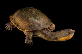 Attēlu rezultāti vaicājumam “Comatricha pulchella macro”