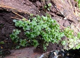 Attēlu rezultāti vaicājumam “Rhizomnium punctatum sporophyte”