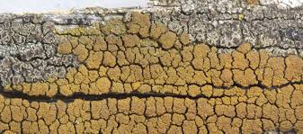 Attēlu rezultāti vaicājumam “Candelariella sp.”