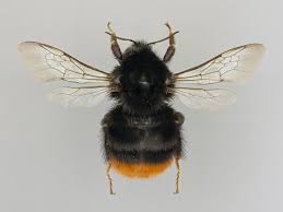 Attēlu rezultāti vaicājumam “Bombus lapidarius”