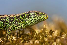 Attēlu rezultāti vaicājumam “Lacerta agilis male”