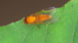 Attēlu rezultāti vaicājumam “Agathomyia wankowiczii”