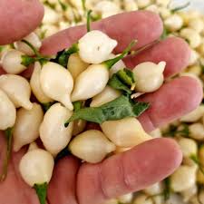 Afbeeldingsresultaat voor biker billy jalapeno hot pepper